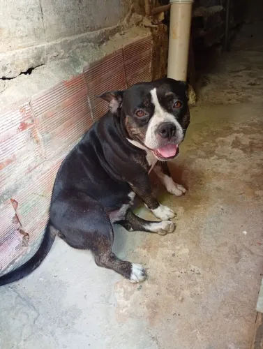 Vendo fêmea American Bully pocket 2 anos