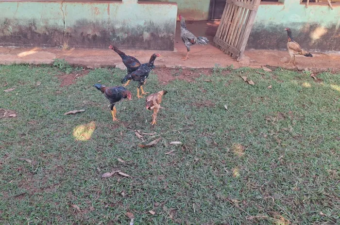 Frango indio