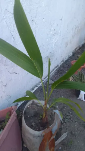 Palmeira Real