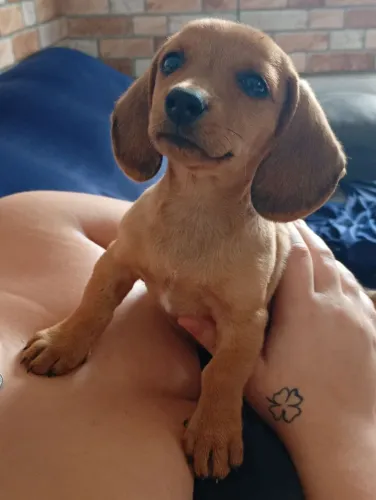 Dachshund, Salsichinha, Cofap