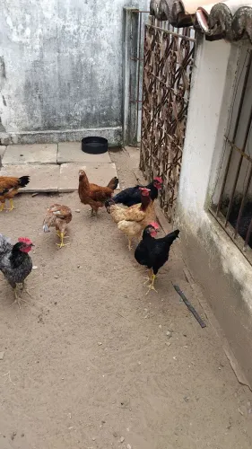 Vende-se frangos. 