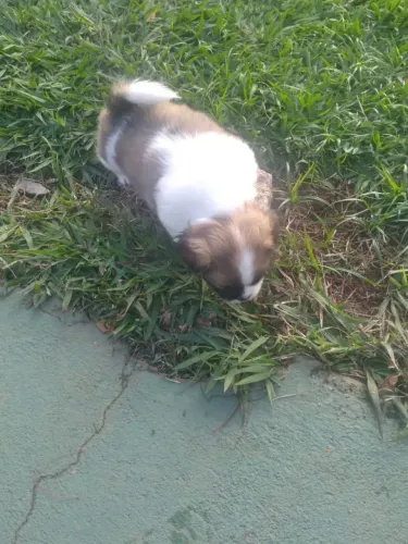 Vende se filhotes de shitzu 