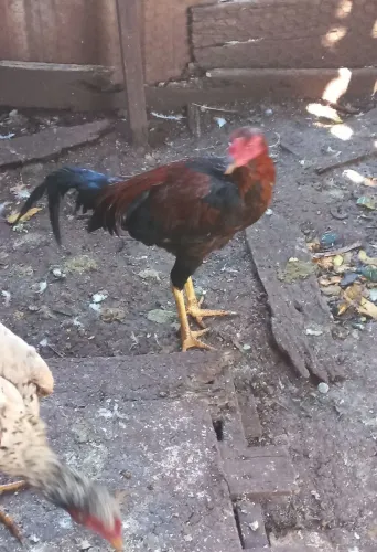 Vendo frangos indio