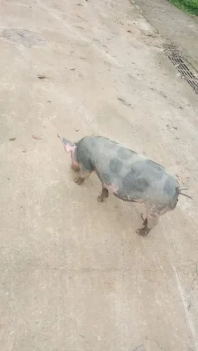 Vendo porcas prenhas