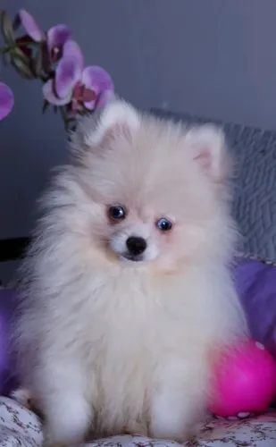 Filhote Raro Spitz Alemão Olhos Azuis