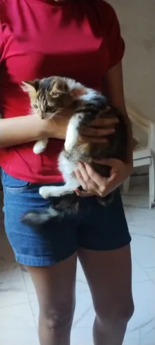 Gatinha pra adoção 