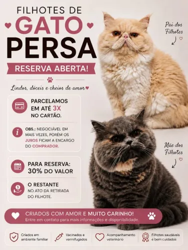FILHOTE DE GATO PERSA