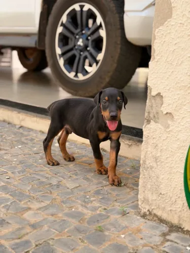 Filhote de Cachorro Dobermann