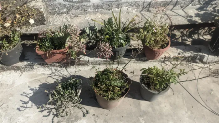 Kit de 6 plantas no vaso 