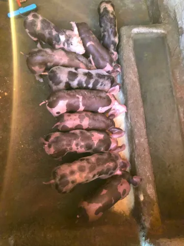 Vende-se porcos de raça