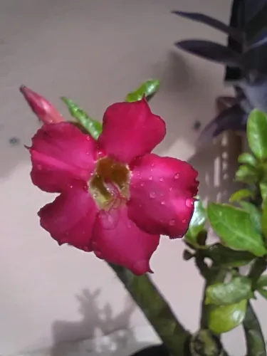 Rosa do deserto adulta com flores lindas e caudex grande