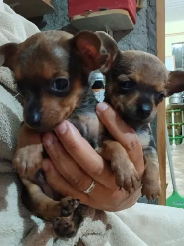 Pinscher macho 01