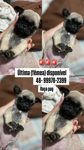 Filhote de pug 
