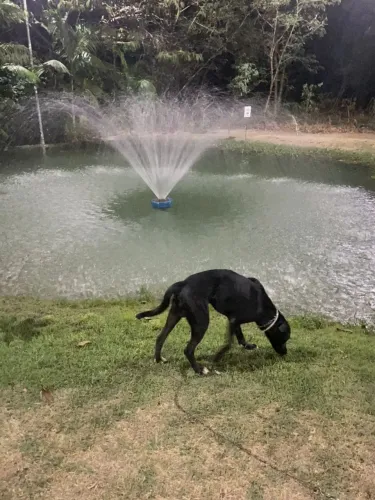 Cão Mestiço de Labrador e Pitbull dócil e saudável para adoção responsável