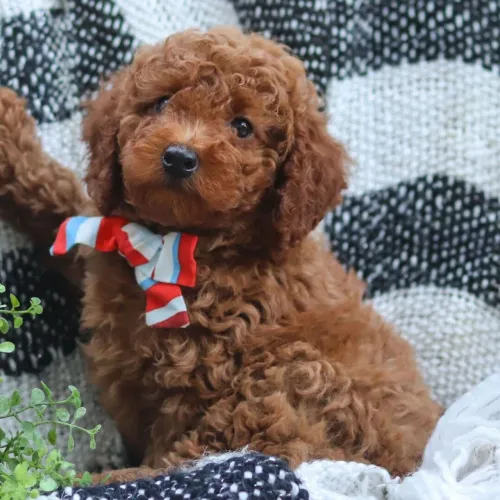 Poodle Toy Red: Lindos machinho à pronta entrega 