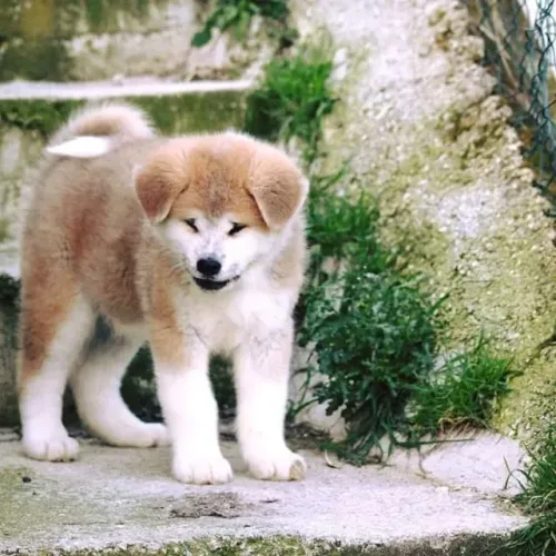 Akita Inu,Akita Inu Filhote Selecionado Alta Procedência