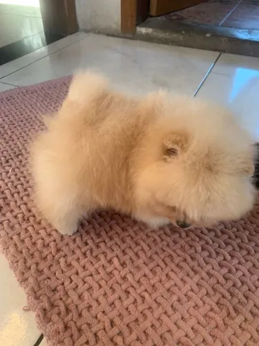 Animais de estimação 