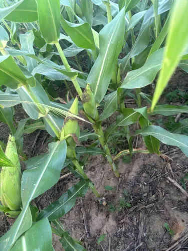 83 hectares de milho para Silagem - rendimento médio de grãos caso fosse colher seco 90 sc