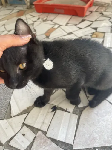 Doa- se gatinho de 3 meses 