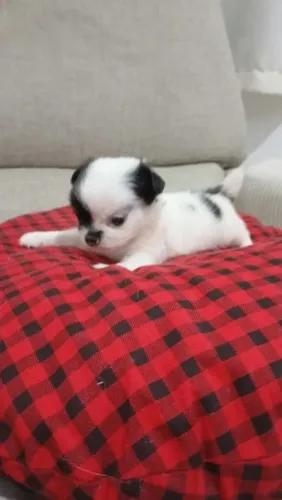 Chihuahua Pelo Longo