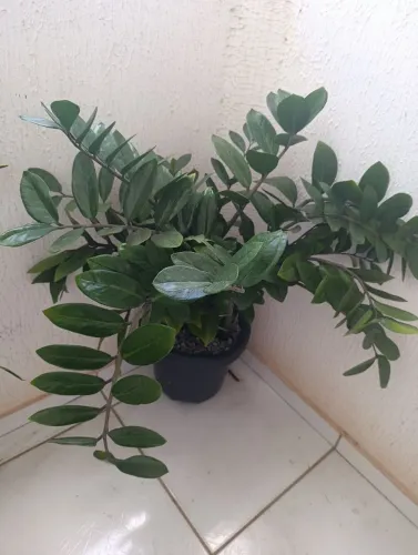 Planta 