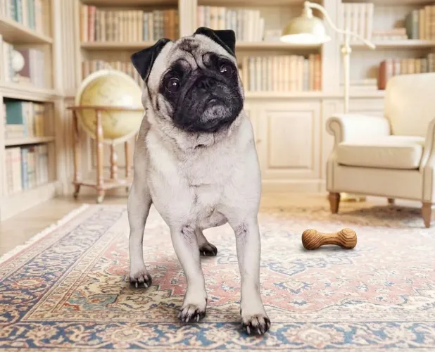 Pug femea