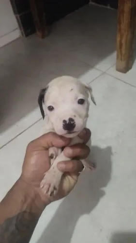 Filhotes de Pitbull red nose