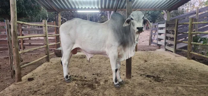 Touro Tabapuã
