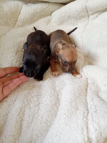 Vendo filhotes de pinscher fêmeas n0