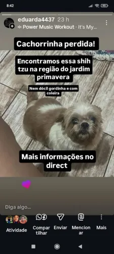 Cachorro perdido próximo a jardim primavera. Divulge pra encontrar dono