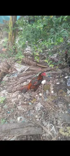 galo lindo de raça