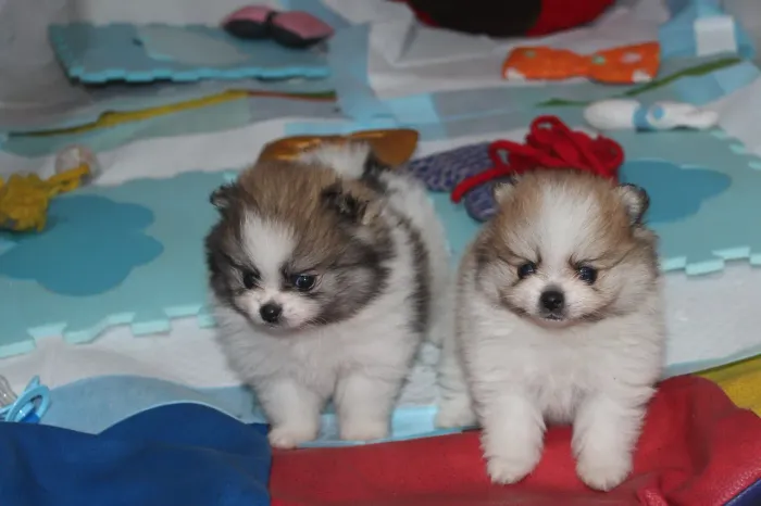 Lulu da pomeranea