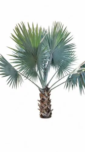 Palmeira Bismarckia Nobilis ( Palmeira Azul ) adulta,, com mais de 3 metros.