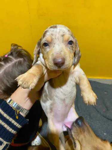 DACHSHUND/ COFAP / salsichas fêmea