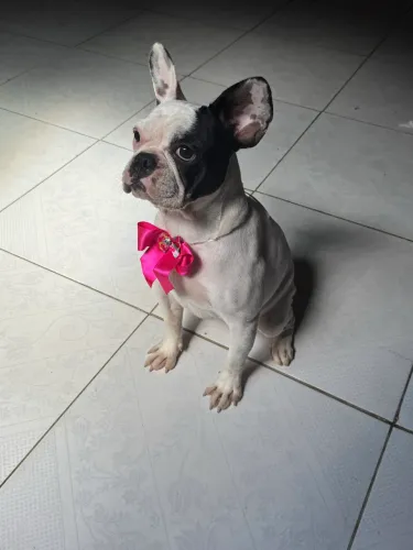 Buldogue francês fêmea 10 meses