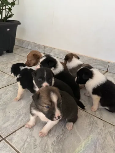 Filhotes Border Collie
