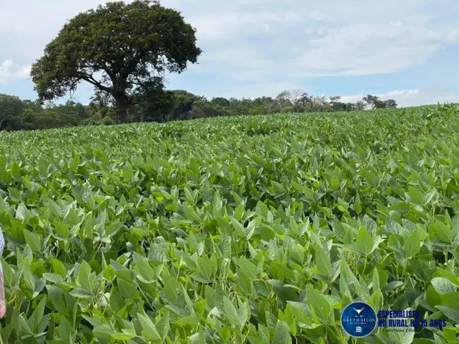 Sítio à Venda em Rio Verde GO | 20,7 Alqueires | Área Plantada