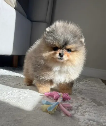    ? O presente mais apaixonante deste Dia dos Namorados chegou! Spitz Alemão Anão 
