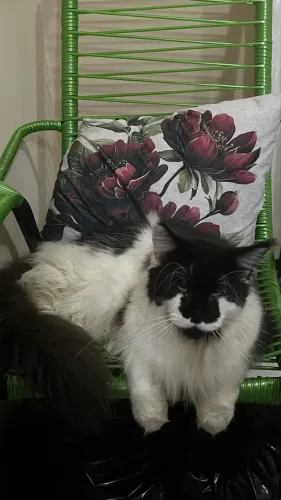 Vendo gato da raça Mainecoon