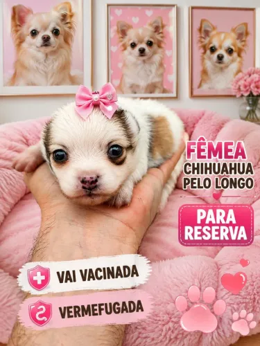 Chihuahau