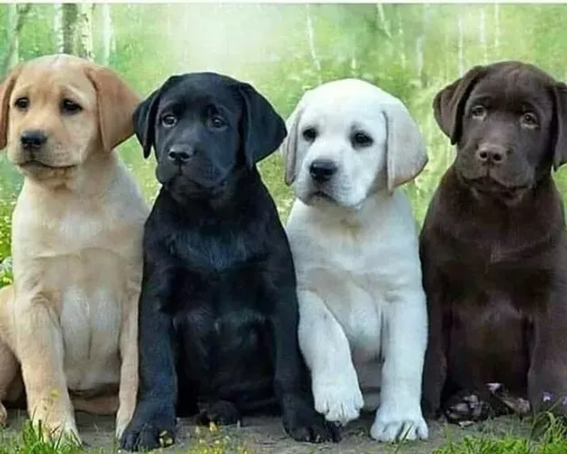 Labrador Otimos pra companhia 