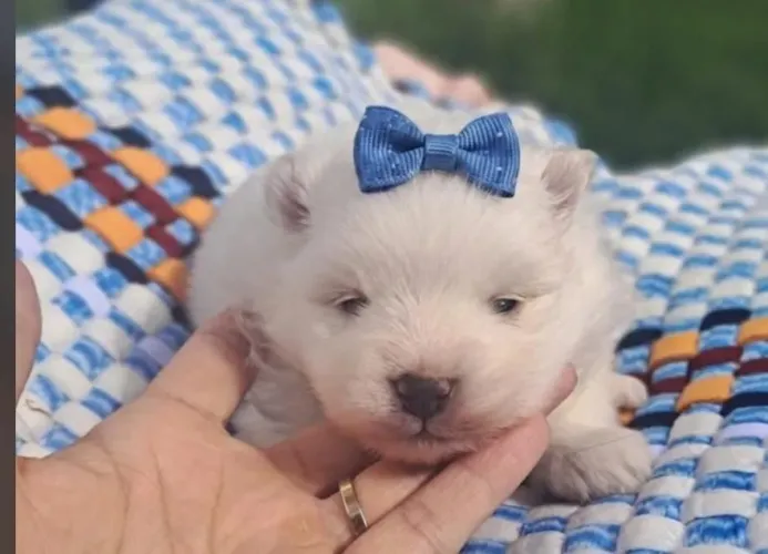 Spitz Alemão Lulu Da Pomerânia Filhote Vacina Importada