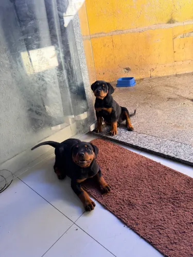 ? FILHOTES DE ROTTWEILER FÊMEAS - DISPONÍVEIS ? Lindas filhotes de Rottweiler