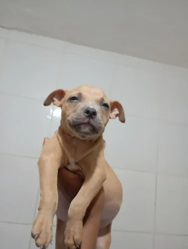 Vendo América bully 