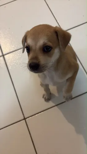 ADOÇÃO FILHOTE DE CACHORRA