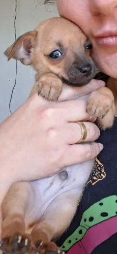Pinscher 500 macho