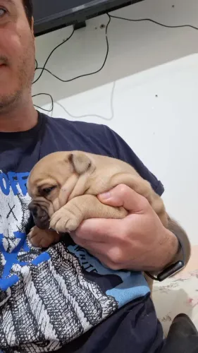 Vendo filhote fêmea Exotic Bulldog Inglês 
