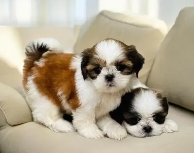 Shihtzu Mini Filhotes Simplesmente Maravilhosos.