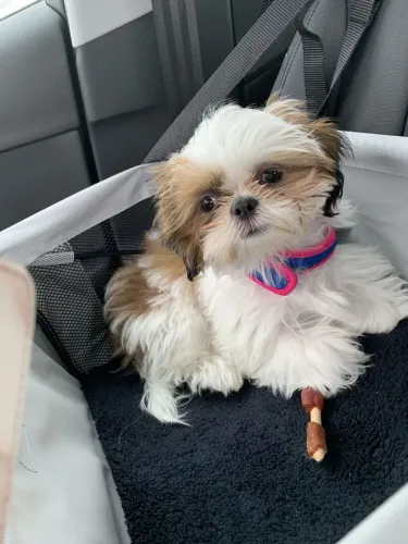 Shih Tzu Seu novo parceiro de quatro patas está esperando por você