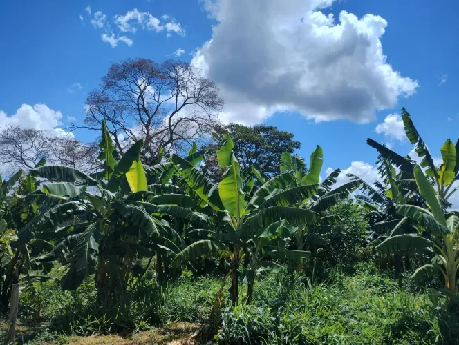 Linda chácara em taquaral de Goiás